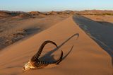 Fotogalerie: Namibias Wildnis - Bild 10