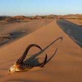 Fotogalerie: Namibias Wildnis - Bild 10