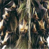 Fotogalerie: Flughunde