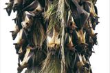 Fotogalerie: Flughunde