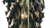 Fotogalerie: Flughunde