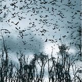 Fotogalerie: Flughunde - Bild 4