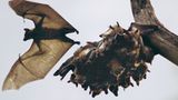 Fotogalerie: Flughunde - Bild 5