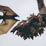 Fotogalerie: Flughunde - Bild 5