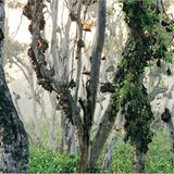 Fotogalerie: Flughunde - Bild 6