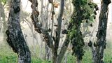 Fotogalerie: Flughunde - Bild 6