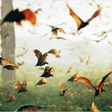 Fotogalerie: Flughunde - Bild 7