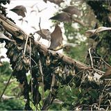 Fotogalerie: Flughunde - Bild 8