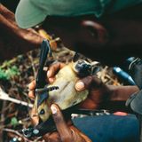 Fotogalerie: Flughunde - Bild 9