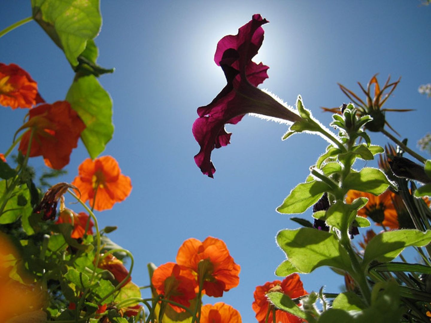 Das User-Foto des Tages - August 2008 - Bild 7