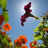 Das User-Foto des Tages - August 2008 - Bild 7