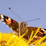 Das User-Foto des Tages - August 2008 - Bild 10