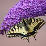 Das User-Foto des Tages - August 2008 - Bild 17