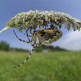 Fotogalerie: Zehn Jahre GEO-Tag der Artenvielfalt - Bild 10