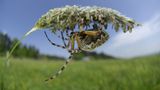 Fotogalerie: Zehn Jahre GEO-Tag der Artenvielfalt - Bild 10