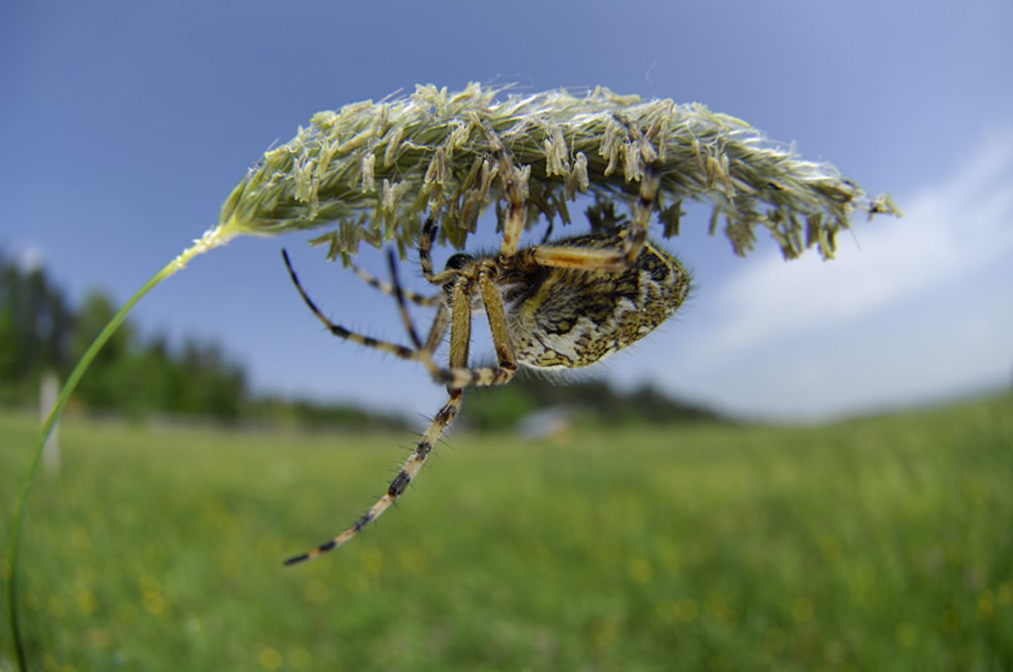 Fotogalerie: Zehn Jahre GEO-Tag der Artenvielfalt - Bild 10