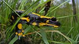 Fotogalerie: Zehn Jahre GEO-Tag der Artenvielfalt - Bild 12