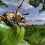 Fotogalerie: Zehn Jahre GEO-Tag der Artenvielfalt - Bild 13
