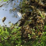 Fotogalerie: Zehn Jahre GEO-Tag der Artenvielfalt - Bild 15
