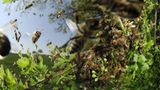 Fotogalerie: Zehn Jahre GEO-Tag der Artenvielfalt - Bild 15