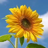 Die besten User-Fotos - September 2008 - Bild 5