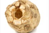 Fotoshow: Gemüseinstrumente - Bild 5