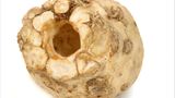 Fotoshow: Gemüseinstrumente - Bild 5