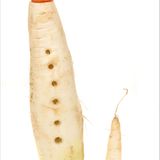 Fotoshow: Gemüseinstrumente - Bild 8