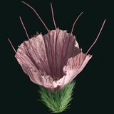 Fotogalerie: Kleine Früchte ganz groß