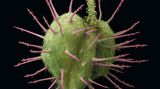 Fotogalerie: Kleine Früchte ganz groß - Bild 2