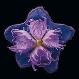 Fotogalerie: Kleine Früchte ganz groß - Bild 3