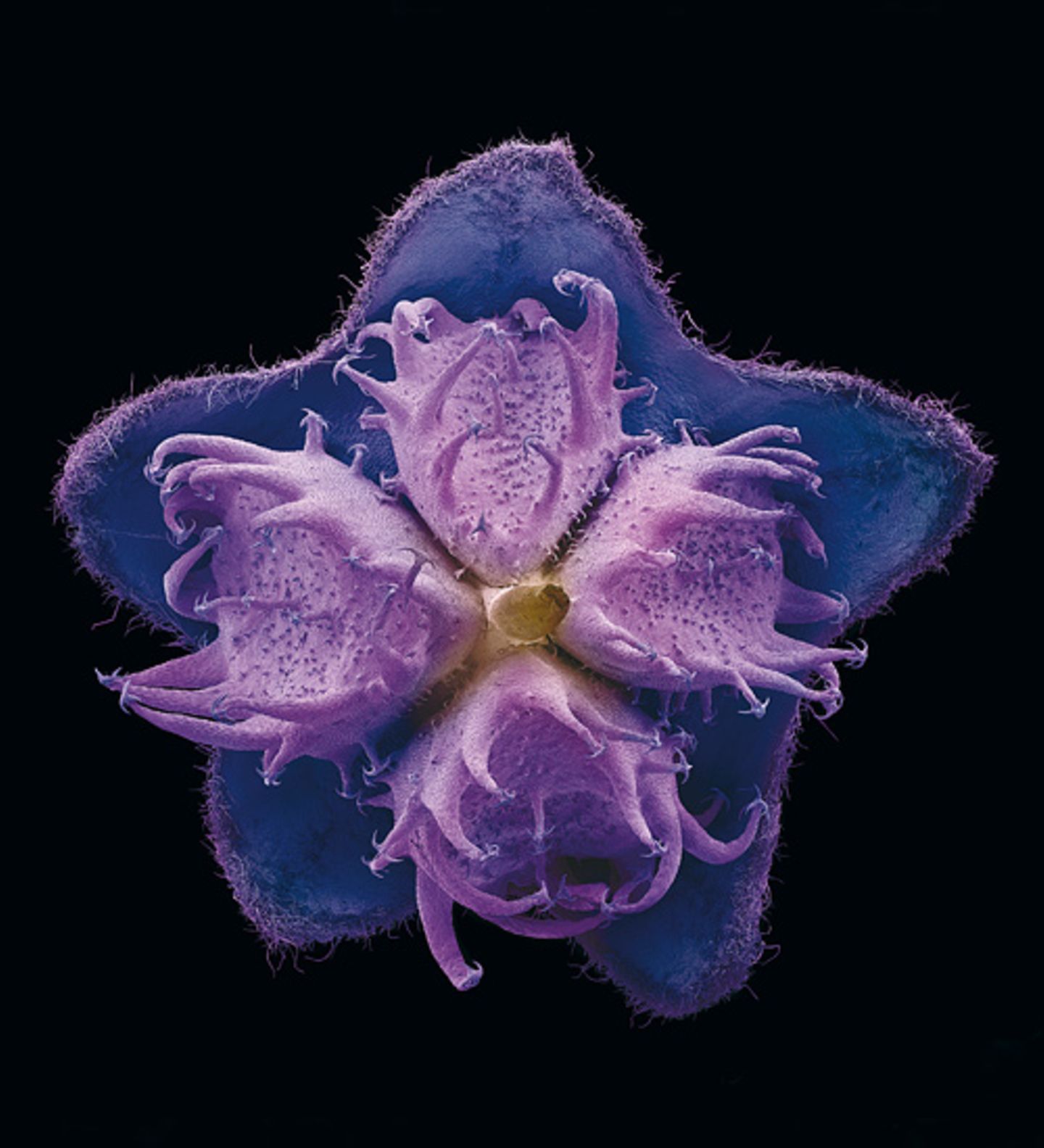 Fotogalerie: Kleine Früchte ganz groß - Bild 3