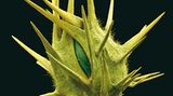 Fotogalerie: Kleine Früchte ganz groß - Bild 4