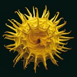 Fotogalerie: Kleine Früchte ganz groß - Bild 5