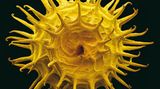 Fotogalerie: Kleine Früchte ganz groß - Bild 5