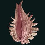 Fotogalerie: Kleine Früchte ganz groß - Bild 6