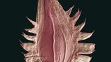 Fotogalerie: Kleine Früchte ganz groß - Bild 6