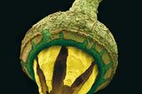 Fotogalerie: Kleine Früchte ganz groß - Bild 7