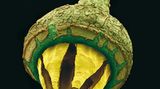 Fotogalerie: Kleine Früchte ganz groß - Bild 7
