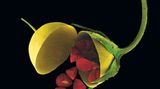 Fotogalerie: Kleine Früchte ganz groß - Bild 10
