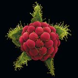 Fotogalerie: Kleine Früchte ganz groß - Bild 11