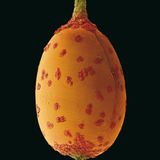 Fotogalerie: Kleine Früchte ganz groß - Bild 12