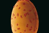 Fotogalerie: Kleine Früchte ganz groß - Bild 12