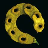 Fotogalerie: Kleine Früchte ganz groß - Bild 13