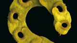 Fotogalerie: Kleine Früchte ganz groß - Bild 13