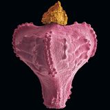 Fotogalerie: Kleine Früchte ganz groß - Bild 14