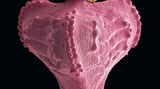 Fotogalerie: Kleine Früchte ganz groß - Bild 14