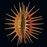 Fotogalerie: Kleine Früchte ganz groß - Bild 15