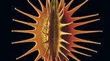 Fotogalerie: Kleine Früchte ganz groß - Bild 15
