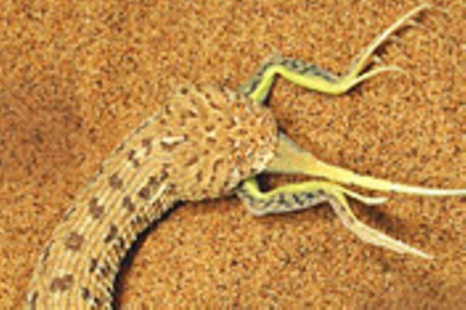 Fotogalerie: Überleben in der Namib